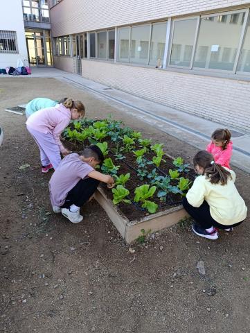 Ecoescoles