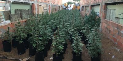 Interceptació de 400 plantes de marihuana