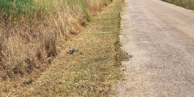 Camins rurals
