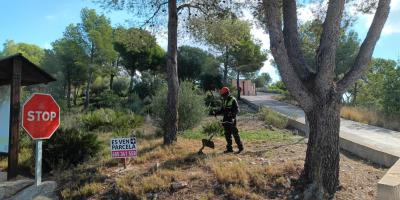 Pla Forestal